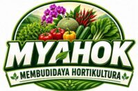 MYAHOK