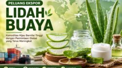 Peluang Ekspor Produk dari Tanaman Lidah Buaya