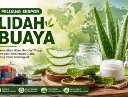 Peluang Ekspor Produk dari Tanaman Lidah Buaya