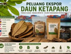 Peluang Ekspor Daun Ketapang Kering, Produk Olahan, Negara Importir dan Potensi Perdagangan Internasional